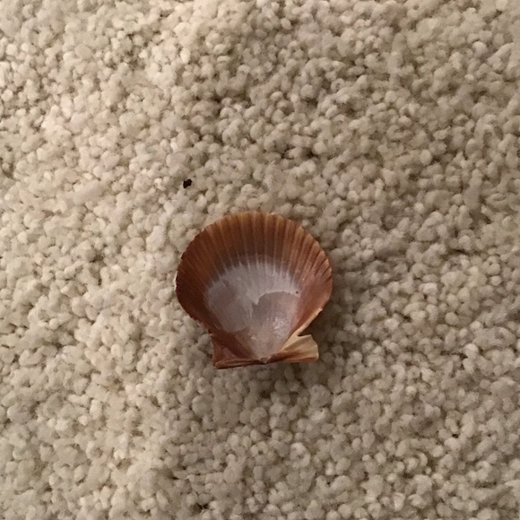 Natural Seashell Decor - Picture 3 of 4